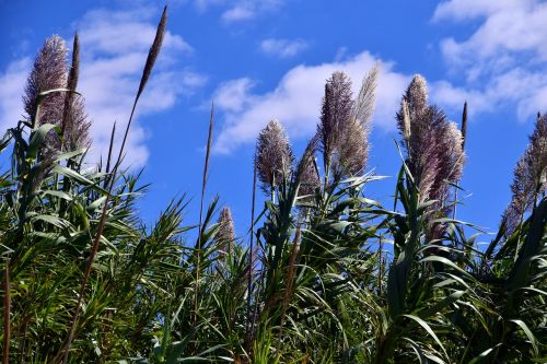 reed plant nature