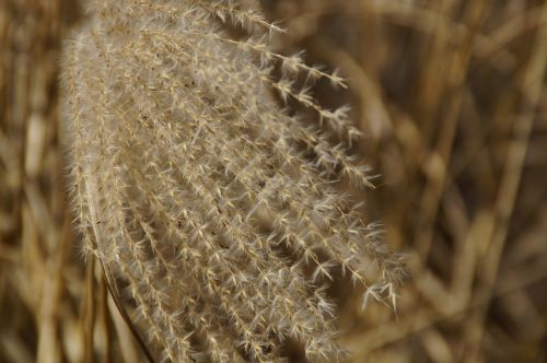 reed grasses close