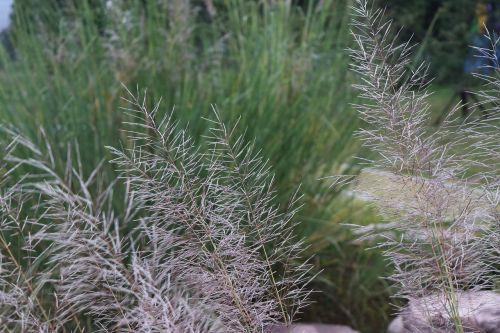 reed grass stone