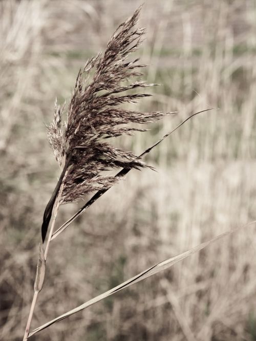 reed arid dried