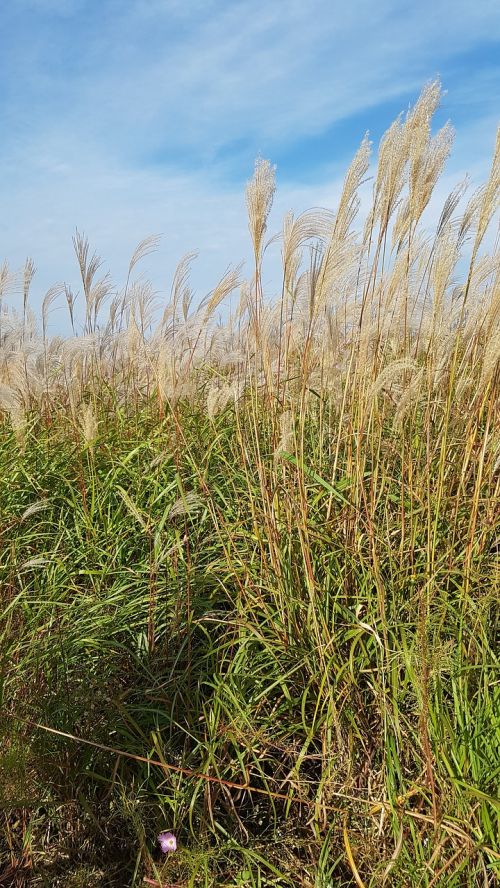 reed autumn wind