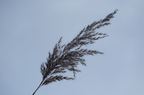 reed nature grass