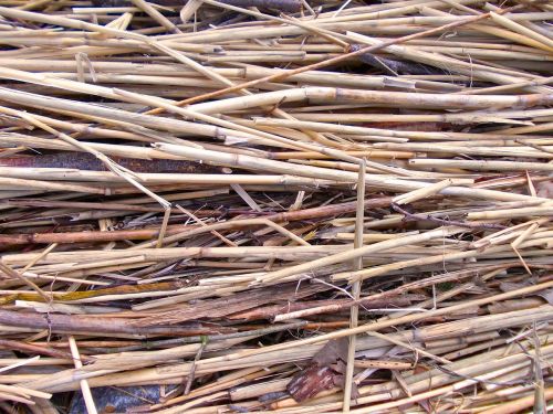 reed structure nature