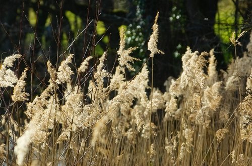 reed  aquatic plant  marsh plant