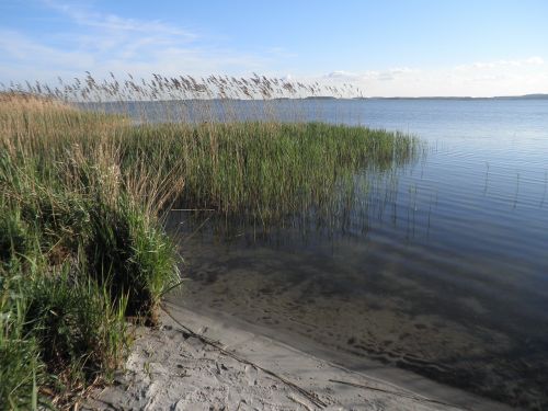 reed landscape lake