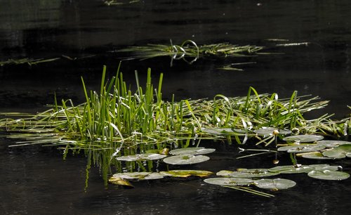 reed  water  nature