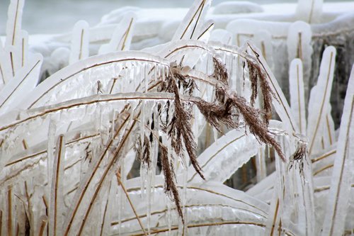 reed  icicle  winter