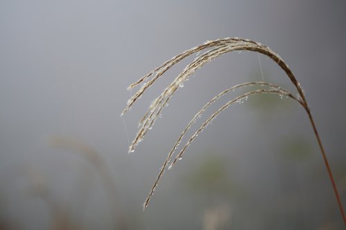 reed  fog  autumn