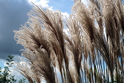 reed  phragmites  type of grass