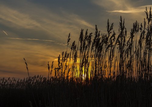 reed  sunset  silhouette