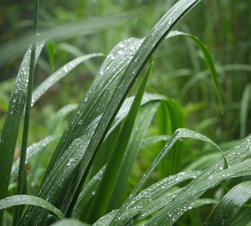 reed  raindrop  wet