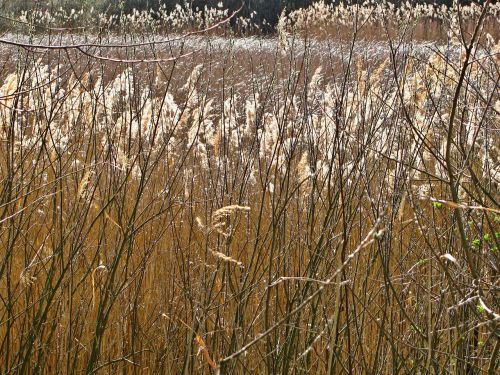 reed pond spring
