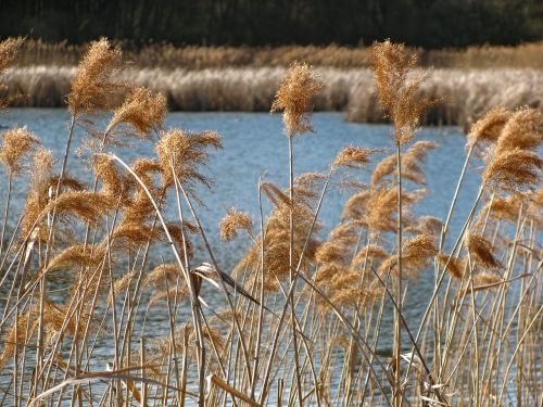 reed pond spring