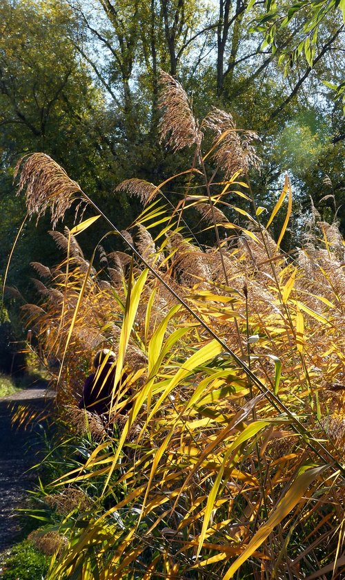 reed  autumn  nature