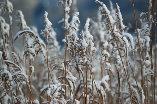 reed  reeds  snow