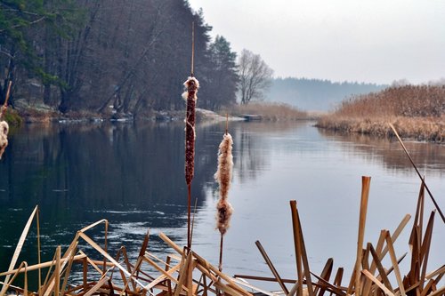 reed  river  nature