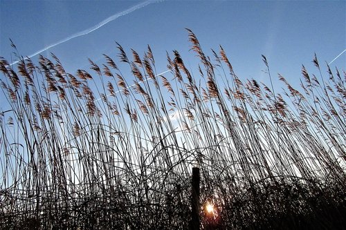 reed  sunrise  wind