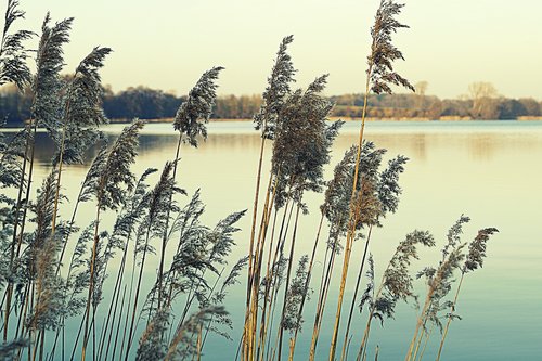 reed  sea grass  nature reserve