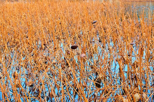 reed  pond  water