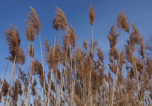reed  nature  sky
