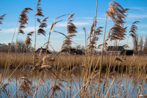 reed  water  holland