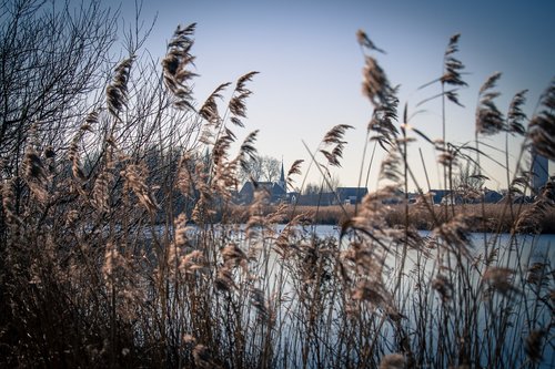 reed  water  holland