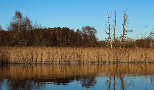 reed  lake  water