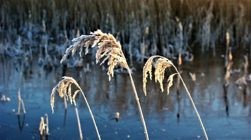 reed  frozen  snow