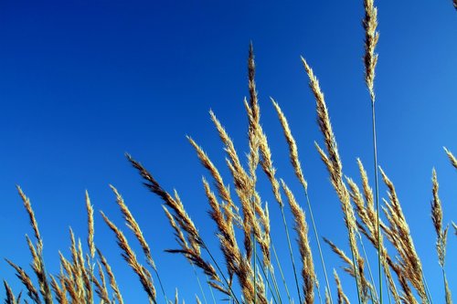 reed  natural  views