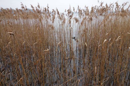 reed lake nature