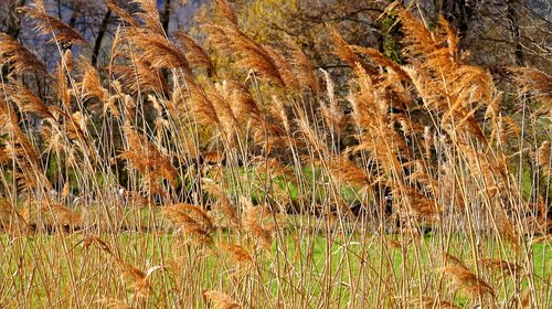 reed  grass  nature