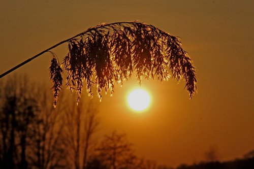 reed  sunset  sun