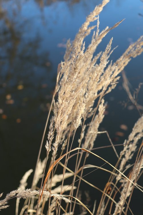 reed  water  grass