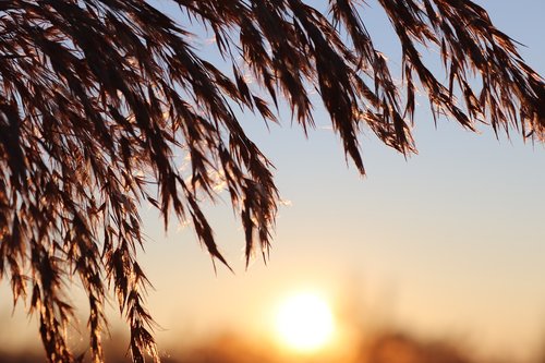 reed  sunset  sun