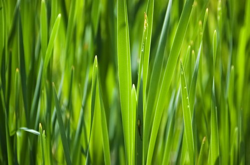 reed  green  plant