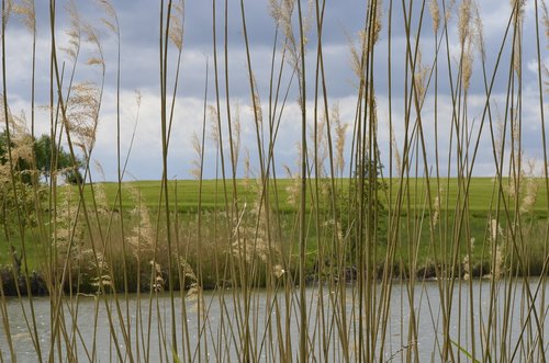 reed  bank  waters