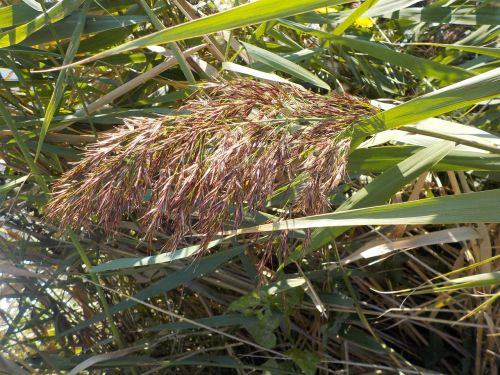 reed grass water