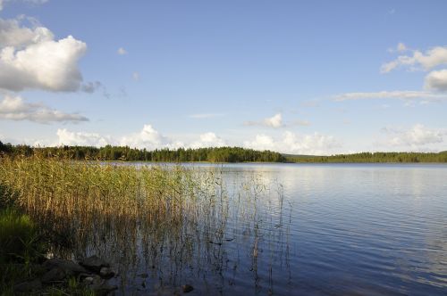 reed water lake