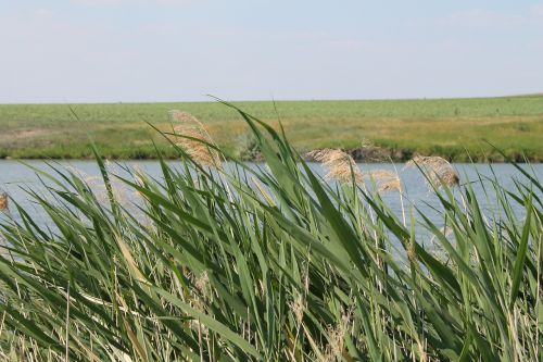 reed grass summer