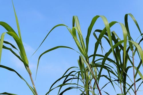 reed grass grasses