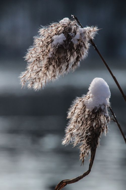 reed grass winter