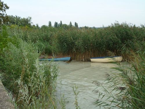 reed water nature