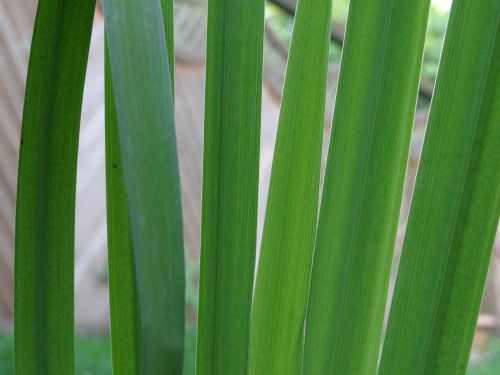 reed lily water