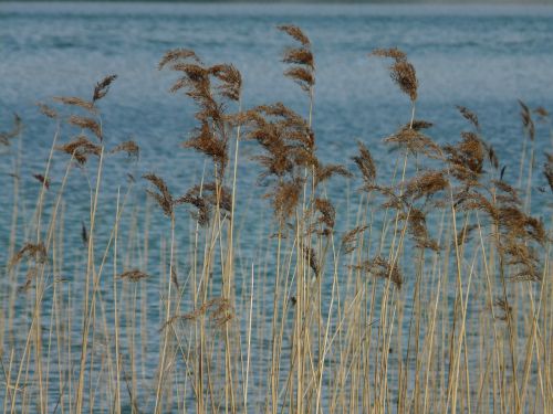 reed phragmites australis phragmites communis