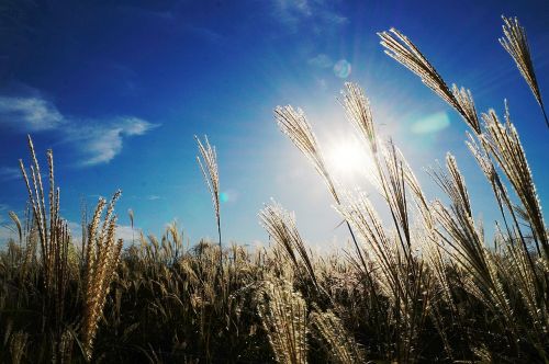 reed sky light