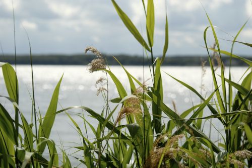 reed nature plant