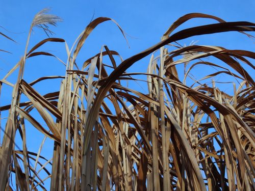 reed nature