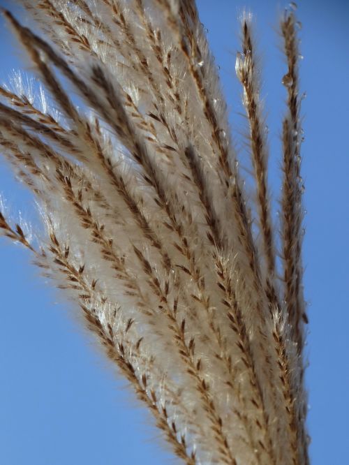 reed nature