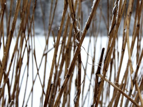 reed straw hay