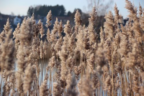 reed light grass